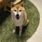 柴犬小町ちゃん