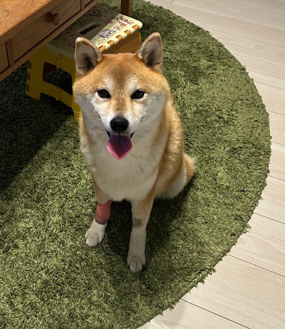 柴犬小町ちゃん