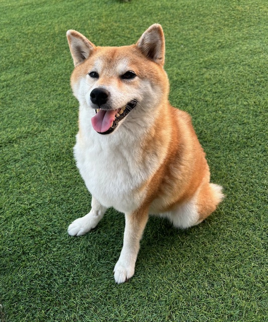 柴犬小町ちゃん