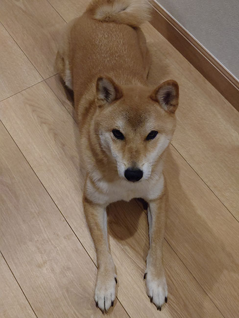 柴犬三吉くん3歳