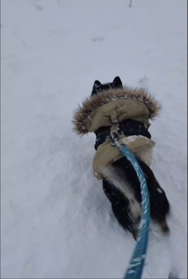 雪とらん丸くん