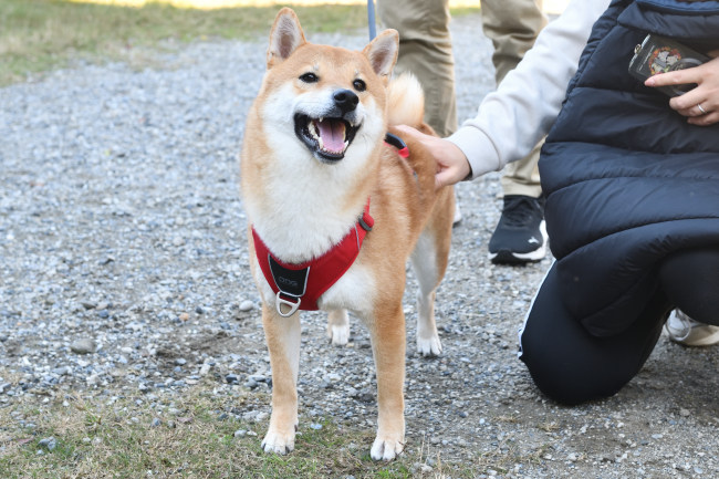 柴犬虎太郎くん2歳