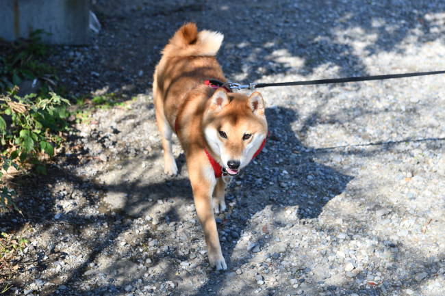 柴犬虎太郎くん2歳