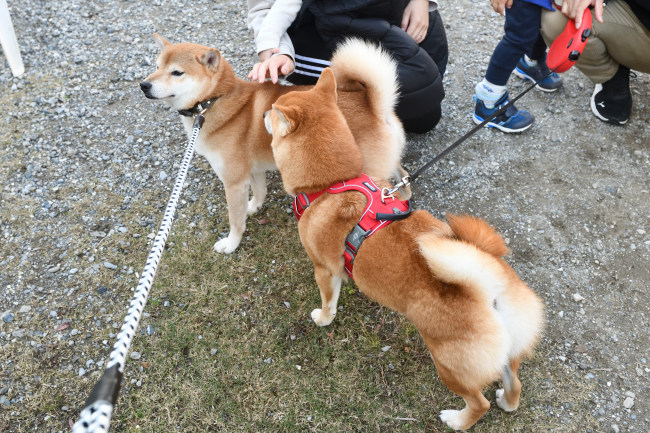 お父さんの菊次郎くんと虎太郎くん