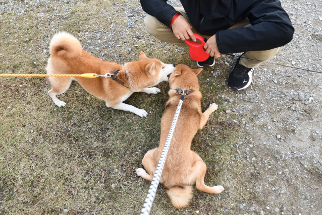 チャチャを躾けるムギ