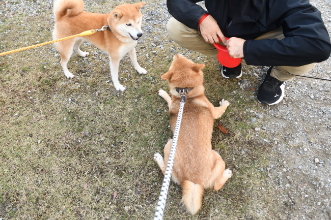 飼い主様に挨拶するチャチャ