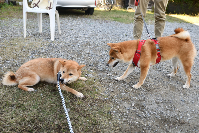 お姉ちゃんのチャチャと虎太郎くん