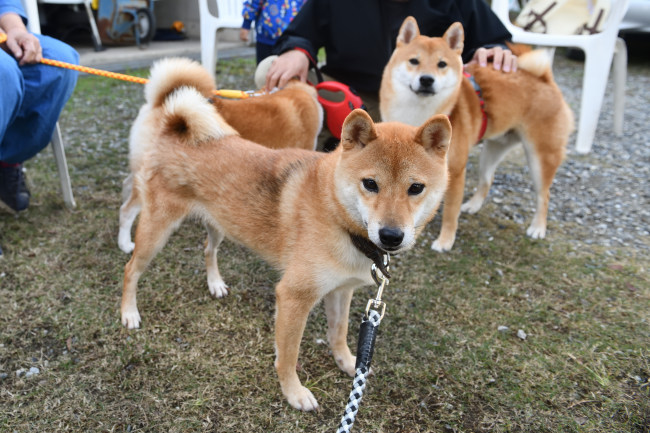 お姉ちゃんのチャチャと虎太郎くん