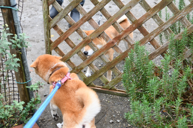 赤柴ムギととん君