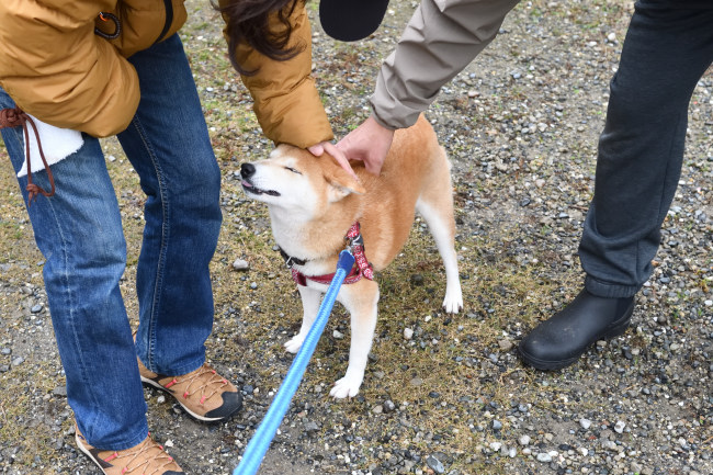 可愛がられる柴犬ムギ