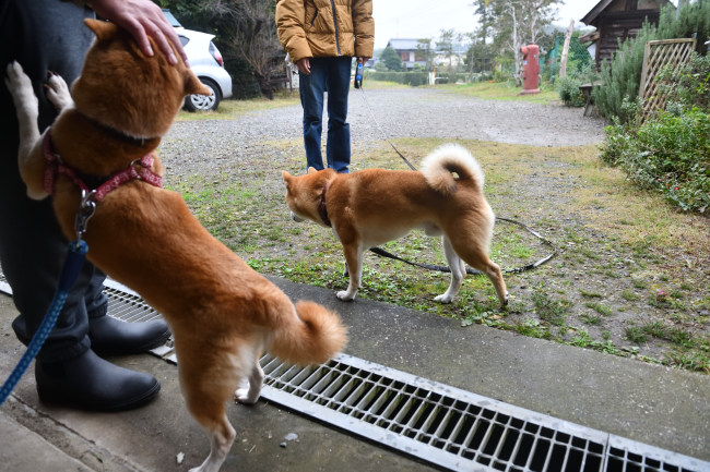 赤柴ムギととん君