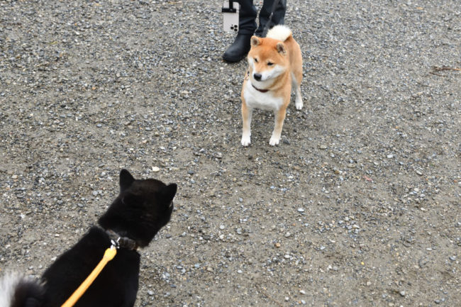 とん君とお父さんの黒柴二郎君