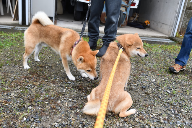 異父妹のチャチャと柴犬とん君