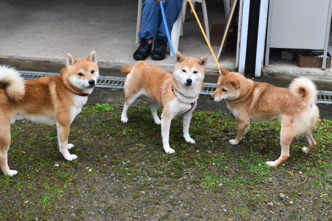 とん君、ムギ、チャチャの記念撮影