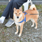 柴犬蒼くん２歳の写真