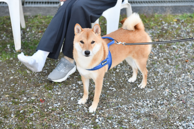 柴犬蒼くん２歳の写真
