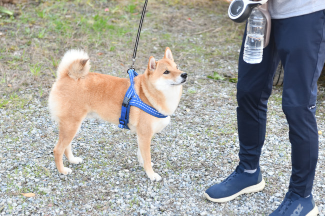 柴犬蒼くん２歳の写真