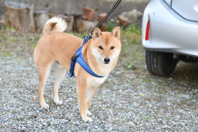 柴犬蒼くん２歳の写真