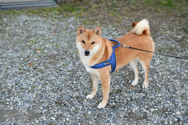 柴犬蒼くん２歳の写真