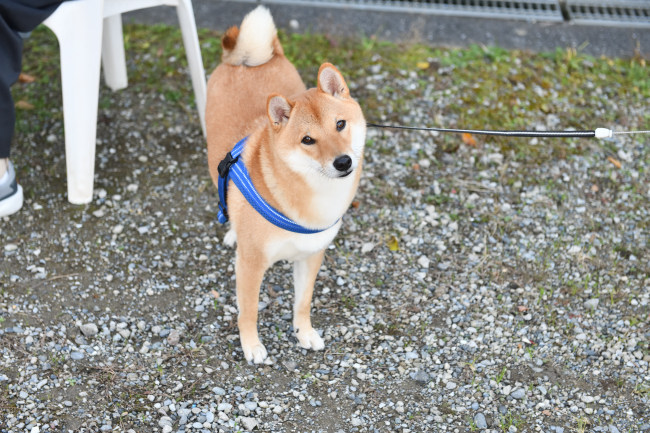 柴犬蒼くん２歳の写真