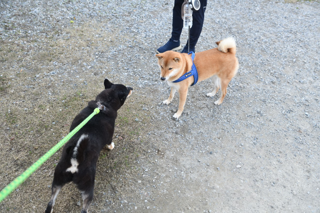 黒柴マリモと蒼くんの再会