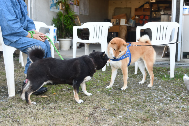 黒柴マリモと蒼くんの再会
