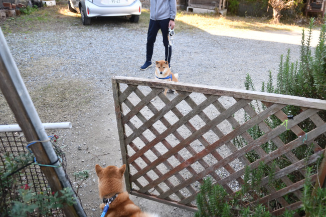 お父さんの菊次郎くんと蒼くんの再会