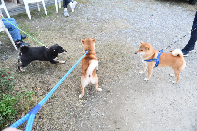 お父さんの菊次郎くんと蒼くんの再会