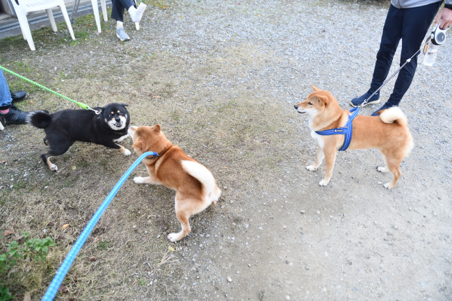 お父さんの菊次郎くんと蒼くんの再会