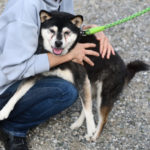 大我くんの飼い主様に抱っこされる雪菜