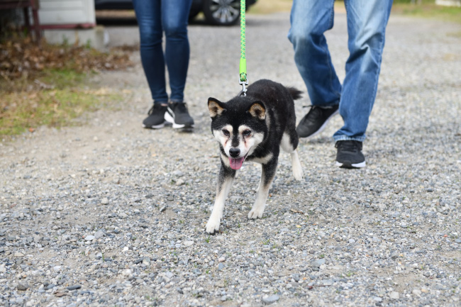 大我くんの飼い主様にお散歩に連れて行ってもらった雪菜