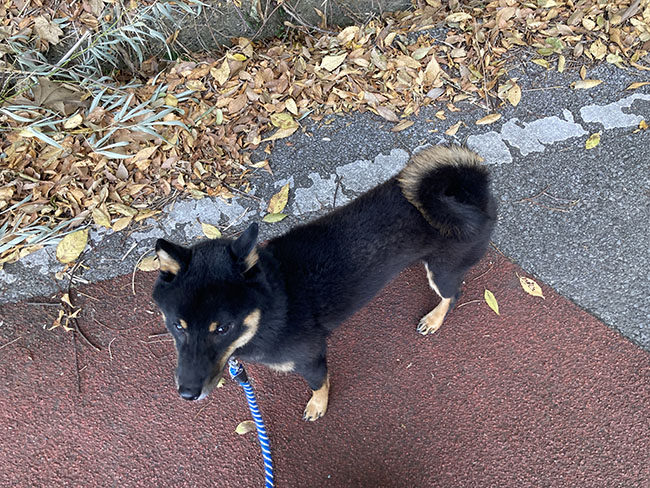 黒柴ハンゾウ君