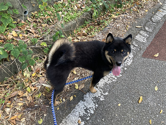 黒柴ハンゾウ君