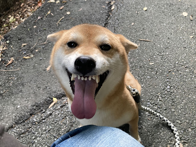 柴犬陽奈ちゃん