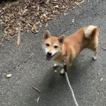 赤柴陽奈ちゃん