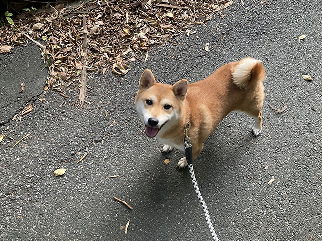 赤柴陽奈ちゃん