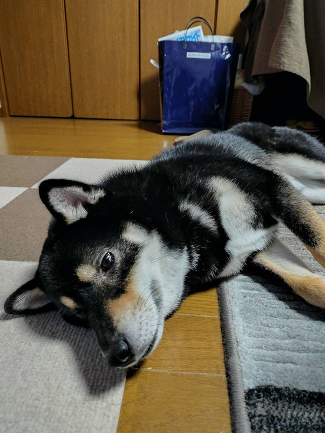 部屋でくつろぐ黒柴らん丸くん