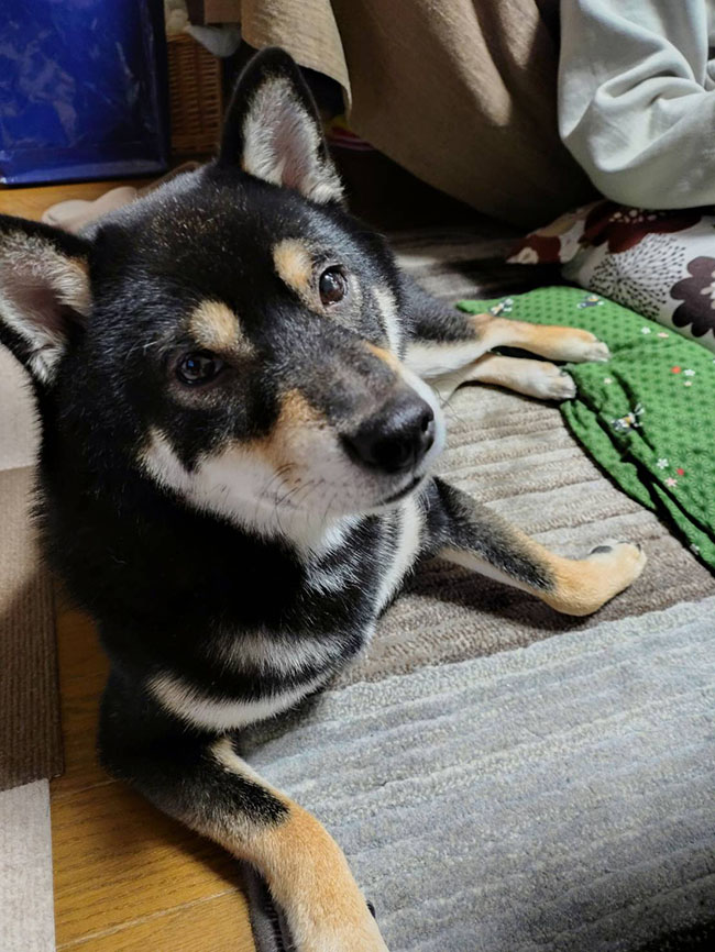 黒柴らん丸くん