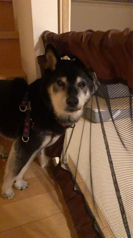 黒柴レオ君14歳