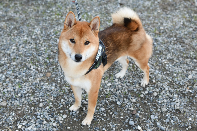 柴犬モグラ君3歳