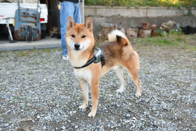 柴犬モグラ君3歳