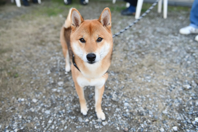 柴犬モグラ君3歳