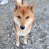 柴犬モグラ君3歳