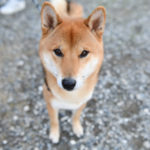柴犬モグラ君3歳