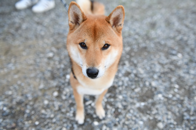 柴犬モグラ君3歳
