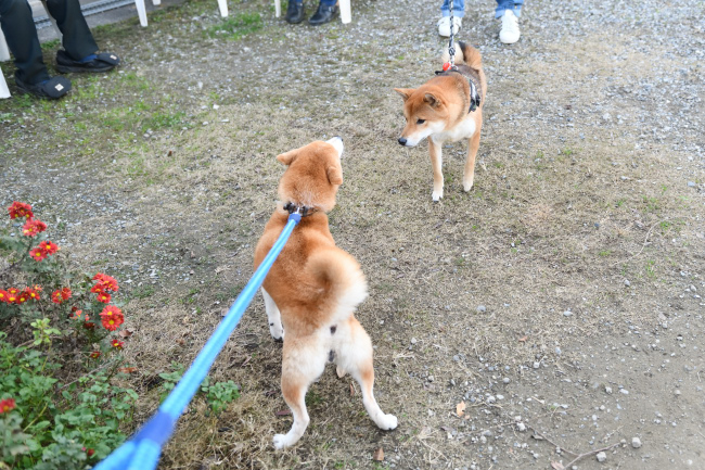 ムギともぐら君