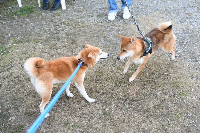 ムギともぐら君