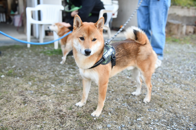 ムギともぐら君