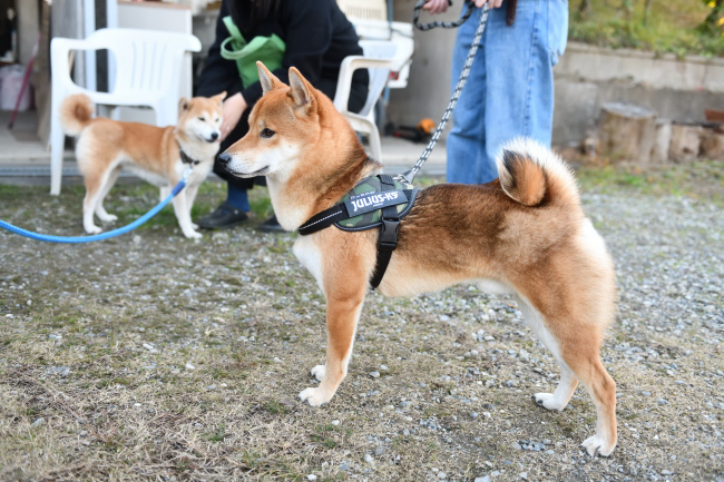 ムギともぐら君