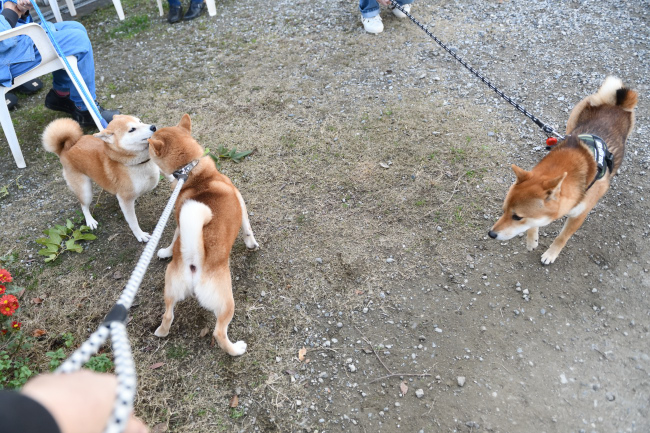 お父さんの柴犬菊次郎くんともぐら君